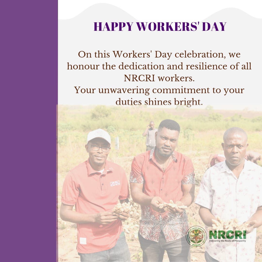 Happy Workers' Day celebration🥳 #workersday2024 @cegesi @tessy_ugo @yemiolojede @IITA_CGIAR @umudike_seeds
