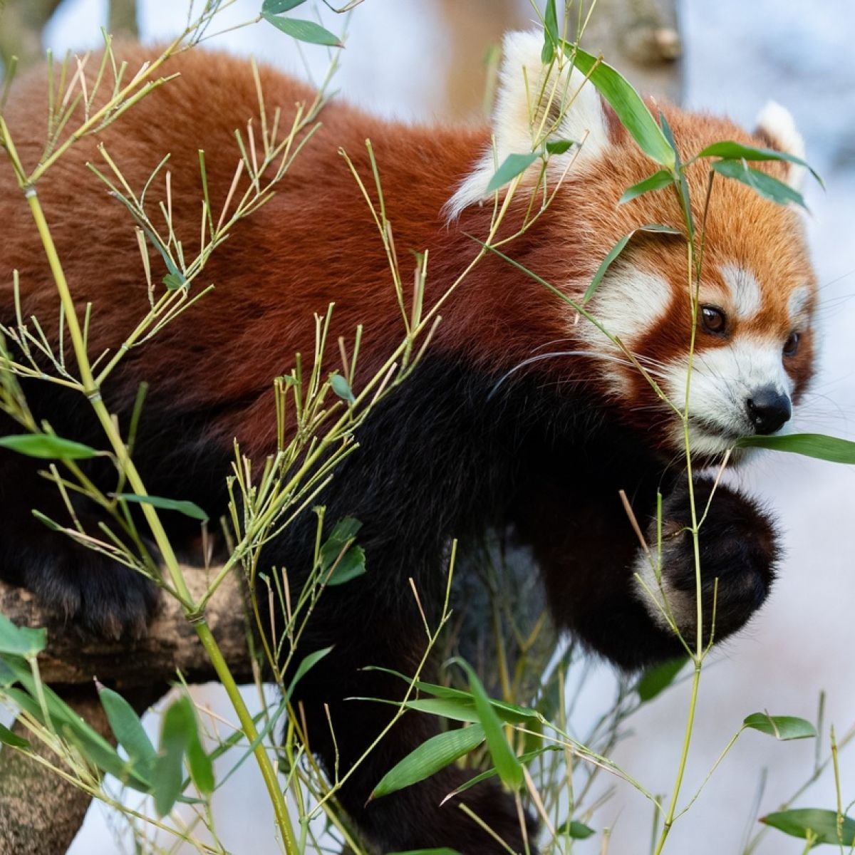Red Panda Every Hour! (@RedPandaEveryHr) on Twitter photo 2024-05-01 10:58:31
