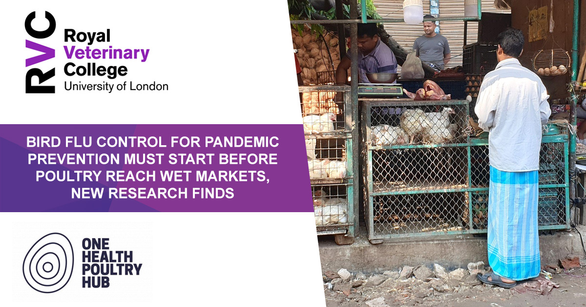 🐓 Research published today by @PoultryHub reveals the speed at which avian influenza (‘bird flu’) can spread in Asia’s live bird markets and the urgent need to pivot pandemic prevention strategies @INRAE_Intl ➡️ Read more at: rvc.uk.com/bird-flu-contr…