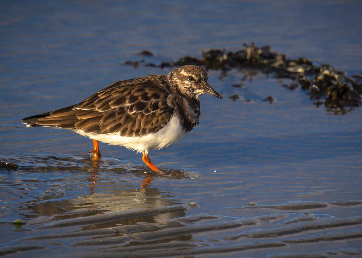 Lets not forget about #WaderWednesday 

Ruddy Turnstone, Steinwälzer, Steenloper, キョウジョシギ (Arenaria interpres)