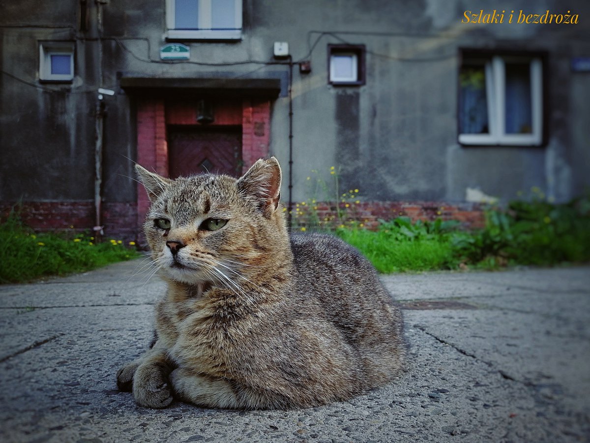 Tymczasem w Miechowicach pod familokiem... #Bytom (fot. Krzysztof Kazanowski)