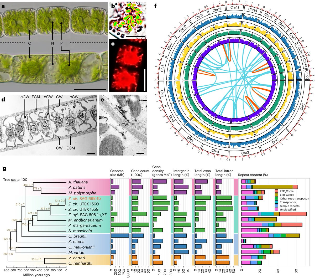 Extremely thrilled to share that the Zygnema #genomes paper is now out @NatureGenet We hope that this will be a great resource for all #plantsci #algae @watertoland #evolution rdcu.be/dGnWJ