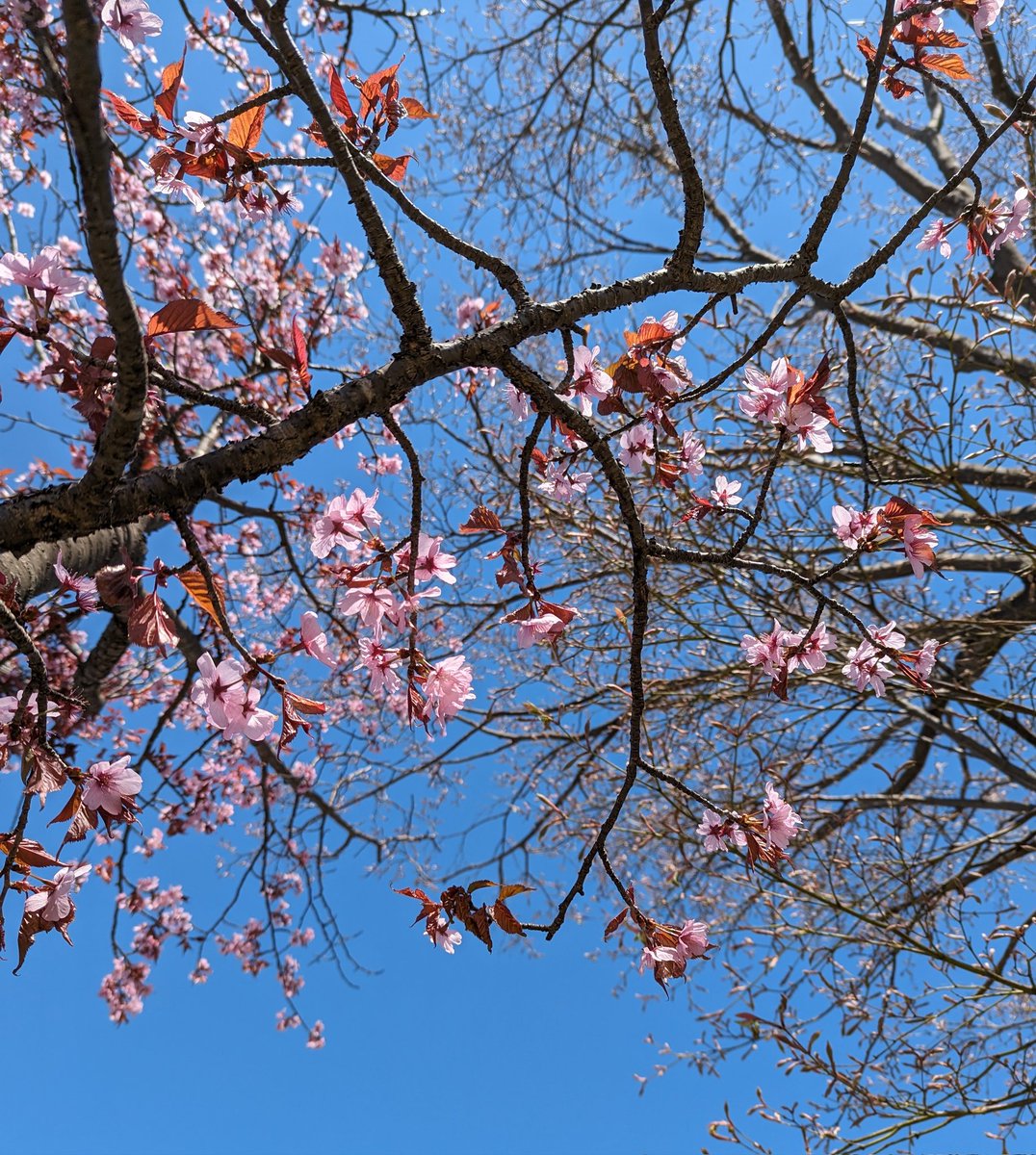 職場までの道に咲いている桜🌸はもう 散り始めていて桜吹雪になっている… 私の耳もとで 今年もNSPの「弥生つめたい風」が流れる•*¨*•.¸¸♬︎ 桜の季節🌸 私の大好きな 大好きな曲 ルカさんが歌う「弥生つめたい風」もルカさんの優しい歌声が心に響く 「弥生つめたい風」この曲は忘れられない🌸