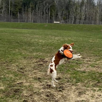 🗓️It's MAY! Our photo theme is Canine Sports and Agility! From fun frisbee in the yard to formal agility, let's see your sporty Brittanys! 📷:#ABRalumni Jack #phototheme #May #ABR #AmericanBrittanyRescue #caninesports #agility