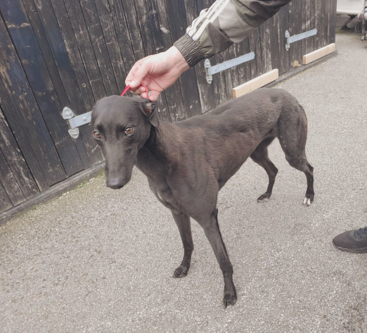 Wednesday 1st Of May <a href="/TowcesterRaces/">Towcester Racecourse</a> 

Race 4 : Alien Snogger 🔵
Race 5 : Milton Daisy 🔴 Makeit Star🔵 
Race 6 : Makeit Spot 🔴 Makeit Zaza🔵 Makeit Lizzie ⚪️
Race 7 : Essjay Alfred ⚪️

(Picture below of Milton Daisy)