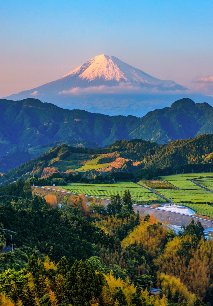 夕陽が照らす新緑の富士山が美しい。