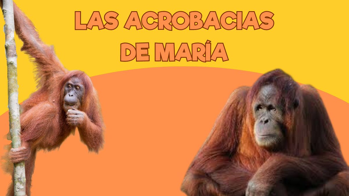 🦧 ¡Los orangutanes son tan listos como las personas!

🕵🏼‍♂️ ¡Qué recuerdos!

#ZoodeSantillana #SantillanadelMar #Cantabria #Zoo #VenalZoodeSantillana #ViviendoenunZoo #OrangutanesdeSumatra

youtu.be/QIvhDRpp-l0