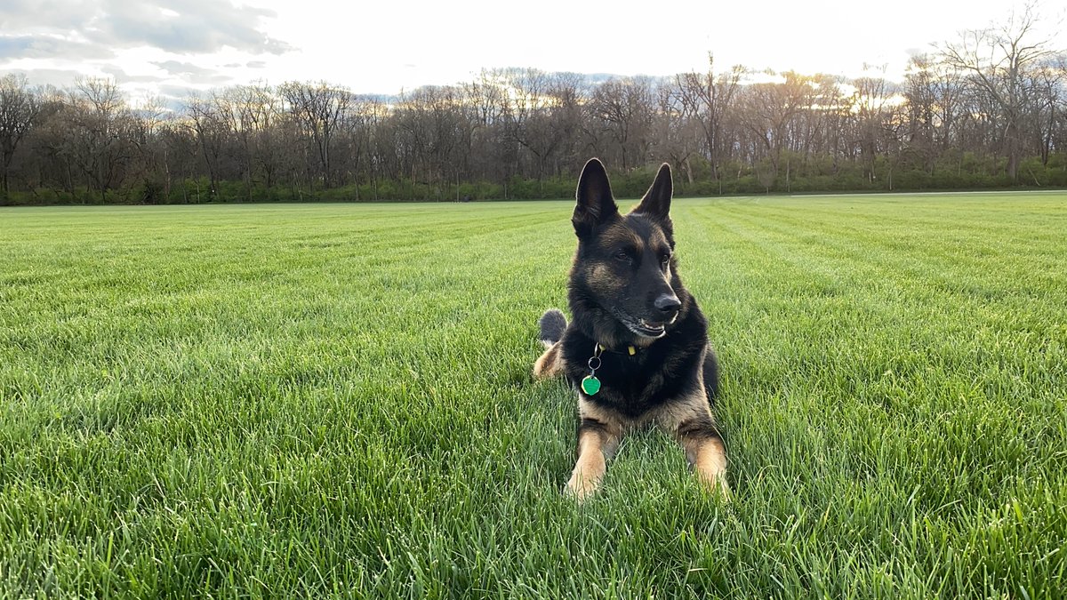 foreverDoggy996's tweet photo. Can’t wait to lay on lawn with you again!🐾😩
#retropost https://t.co/6JvVPXuR45