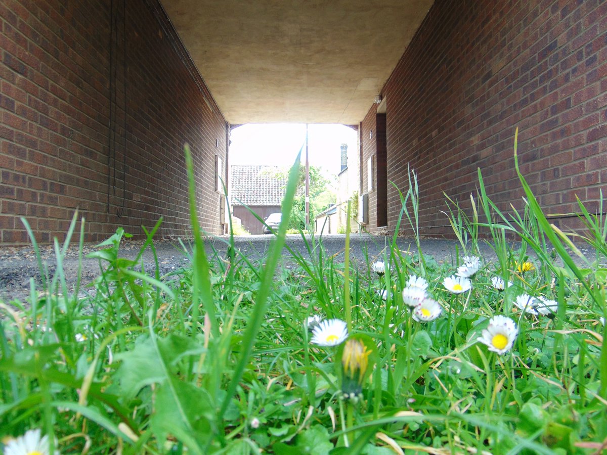 So if I lie on my cardboard I lie. Photography has only a tangential connection to the truth. I am an artist, so what can you expect? The Great Turf after Durer? #theferrisfiles #metaphorsaplenty #mycottenham #ferrisphotos #daisies
