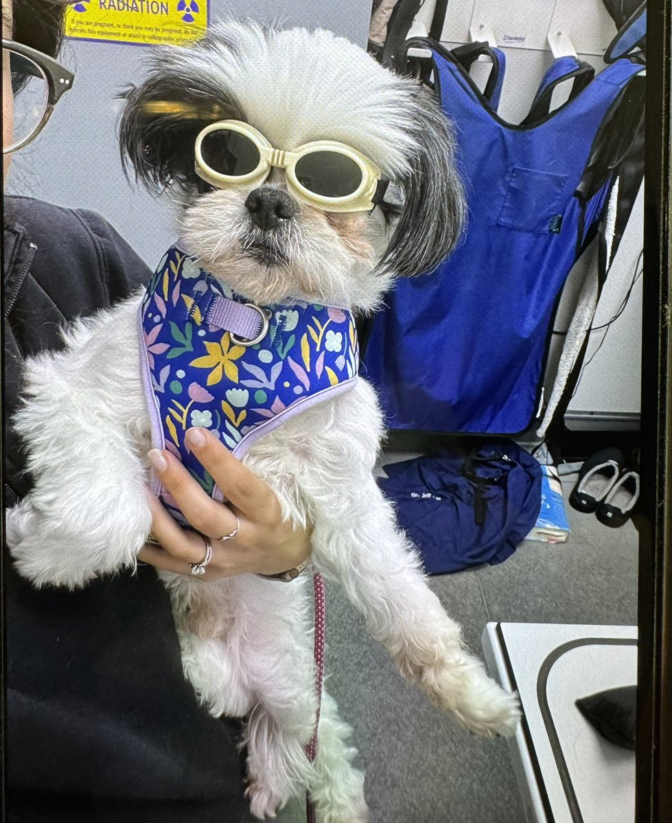 Super cool Jordan? Stylish Jordan ready for a night out on the town? Cool biker Jordan? No, just getting ANAL glands lasered protective eyewear Jordan. Vet tech was so incredibly amused she took a picture for my wife.