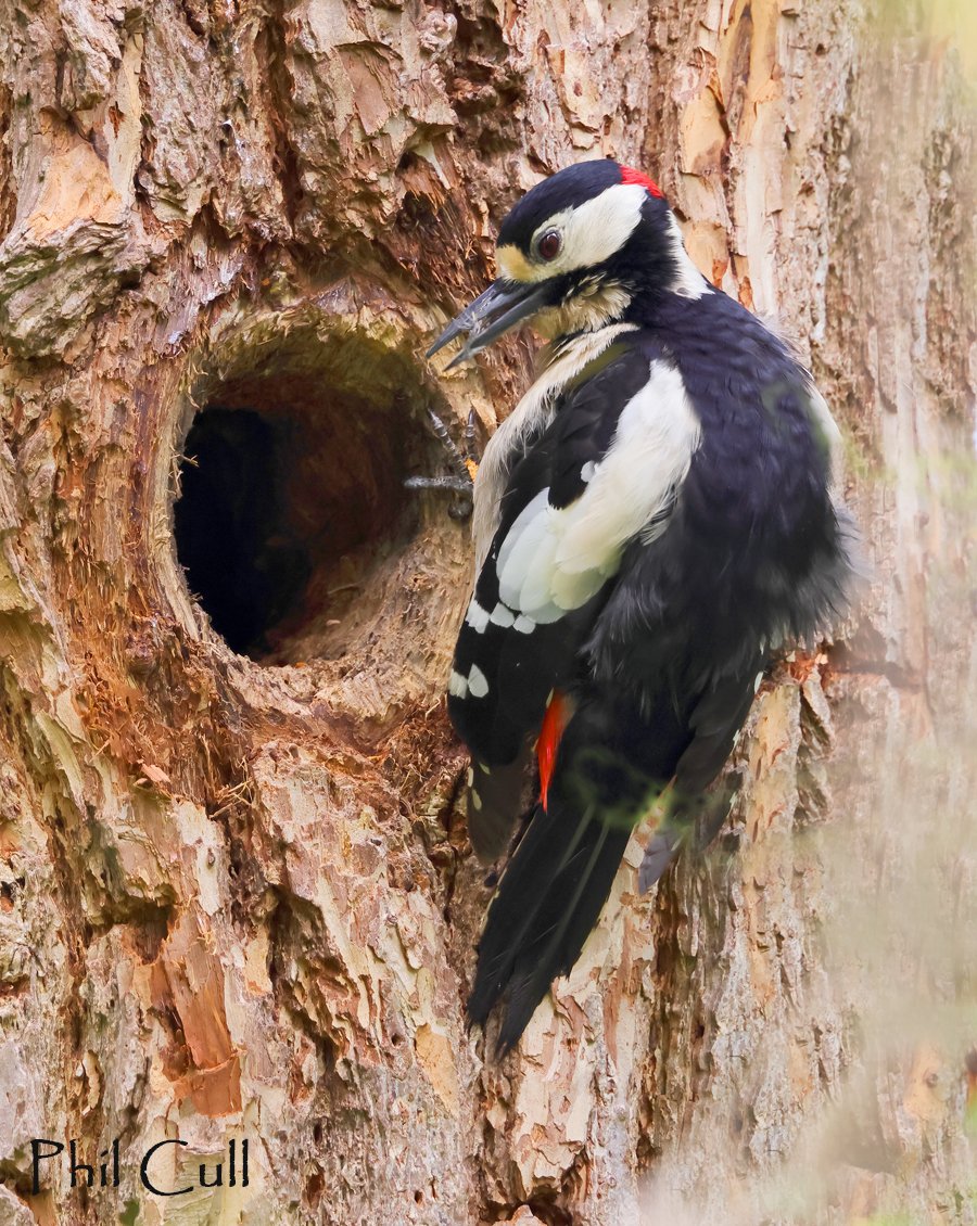 Male Great Spotted Woodpecker this morning ~ Pittville