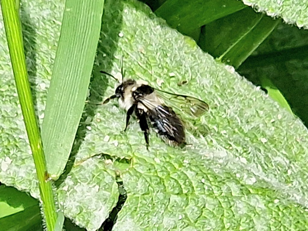 Present in abundance in the local park, but rare here in the garden, this fresh-looking female ashy mining bee sadly has a wing deformity. Possible emergence holes in the long grass so hopefully tempered by a new colony being formed. @Buzz_dont_tweet @StevenFalk1 @iancbeavis