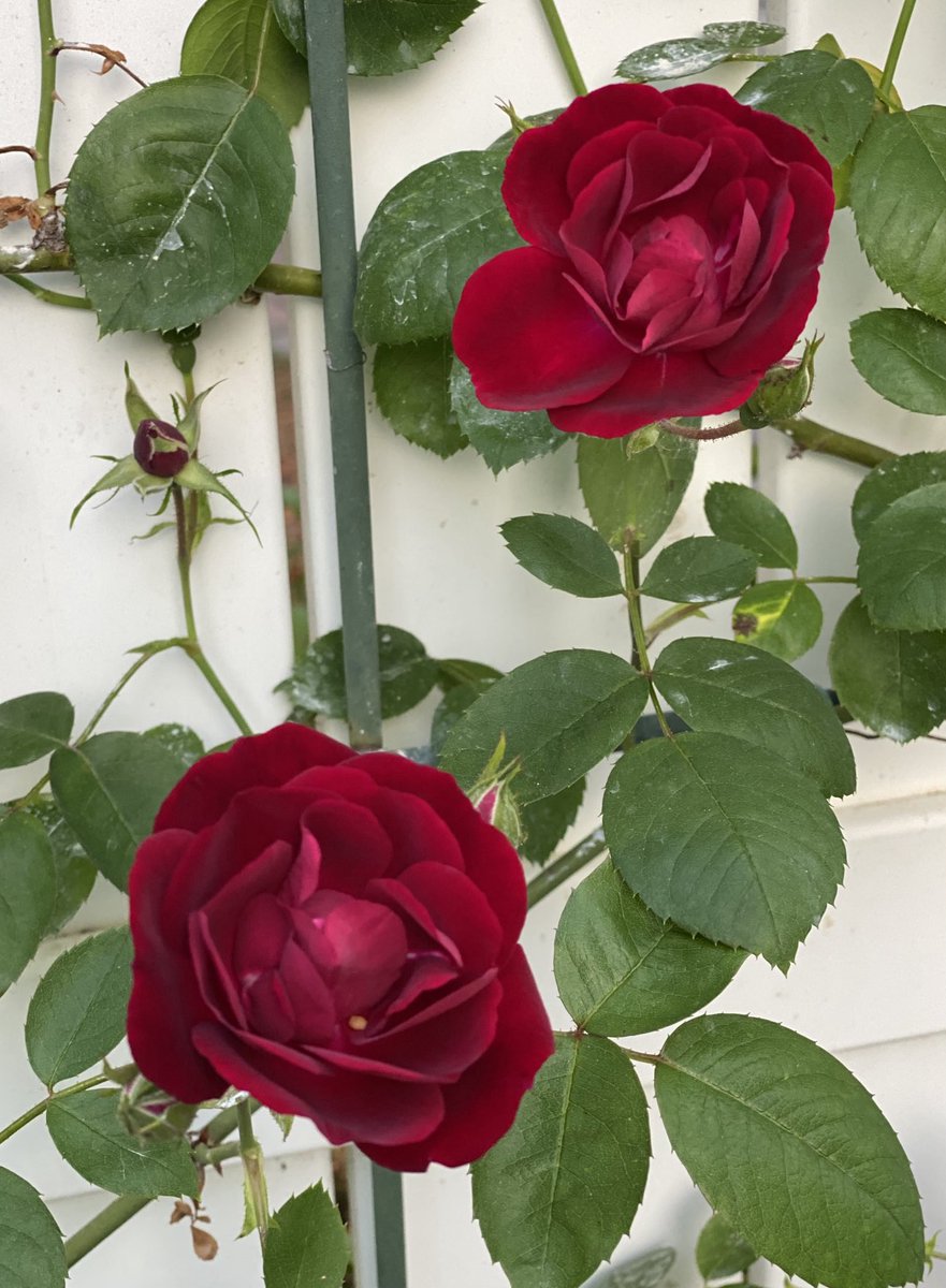 First blooms on my wild climbing rose. #RoseWednesday #Flowers #GardeningX #MasterGardener