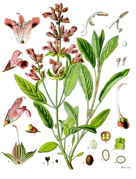 La sàlvia(Salvia officinalis)tapissa el terrat de l'#ecoedifici de #Lavola @Anthesis_ESP a #Manlleu
Una infusió de fulles de sàlvia tonifica el sistema nerviós.He escoltat que deia:'que bé la pluja d'aquests dies'
I és que les plantes són intel.ligents🙂
#plantadeldia
#botànica