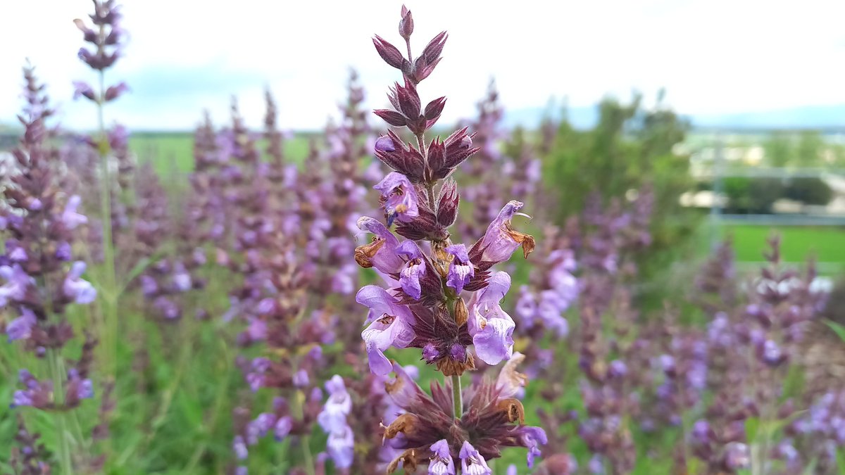 PerePousSerrat's tweet photo. La sàlvia(Salvia officinalis)tapissa el terrat de l'#ecoedifici de #Lavola @Anthesis_ESP a #Manlleu
Una infusió de fulles de sàlvia tonifica el sistema nerviós.He escoltat que deia:"que bé la pluja d'aquests dies"
I és que les plantes són intel.ligents🙂
#plantadeldia
#botànica https://t.co/EA0O0yAlO0