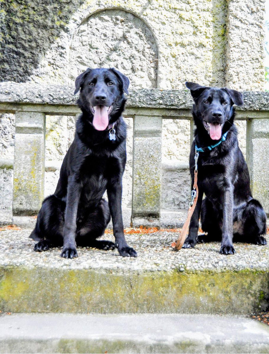 De twee broers Echo en Edo allebei in opleiding voor <a href="/KNGFGeleidehond/">KNGF Geleidehonden</a> #genieten #pupsinopleiding #vrijwilligerswerk