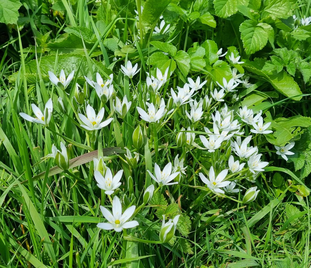 Signs of spring on the walk down to the sea this morning🌞  #NorthNorfolk Happy Mayday everyone!