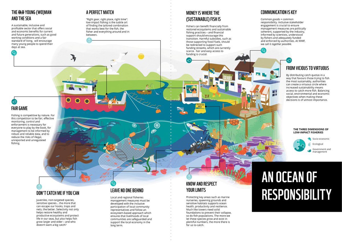 From initial sketch to final product 🔥 It was an absolute joy to work with WWF on this project this time last year!
#scientificillustrator #sustainablefishing #scicomm