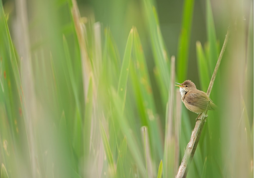 The varied repertoire of the Reed warbler is not to be missed! Its harsh chattering mixed with sweet sounding notes is one of our most iconic birdsongs. Hear them in person this Sunday, at our Dawn Chorus walk at RSPB Lodmoor! Book at: events.rspb.org.uk/events/66626 Image © Ben Andrew