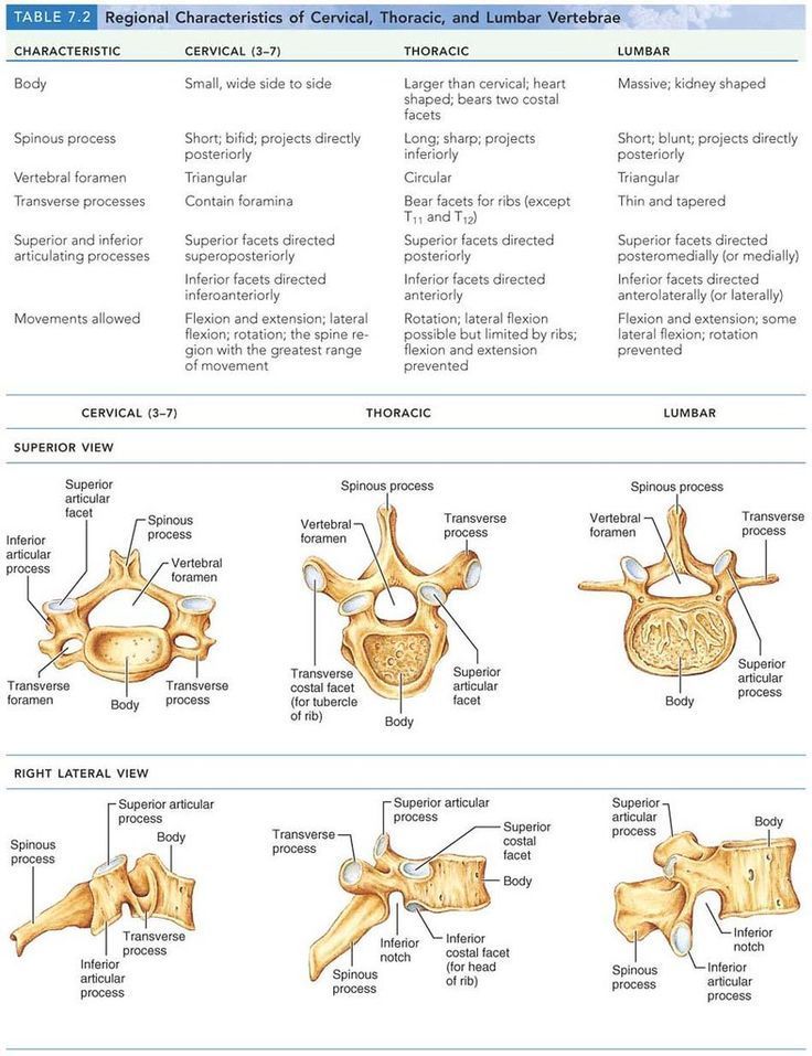 Differences between cervical, thoracic, and lumbar vertebrae.

@AANSNeuro @The_SBNS @neurosurgatlas @TheJNS @neurosurgery @AOSpine

#MedTwitter #MedEd #Neurosurgery #Brain #Spine