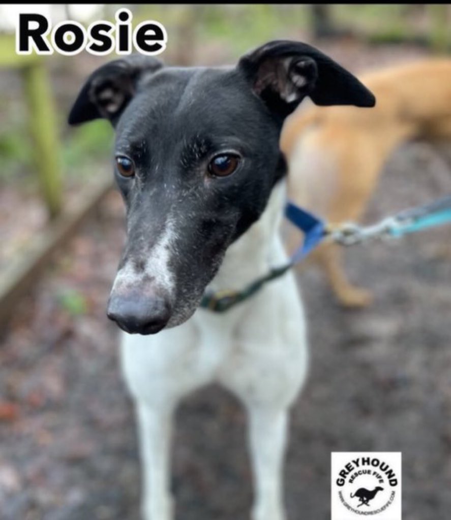 #Wednesdayvibe  #woofwoofwednesday plz RT and help lovely lassie #Rosie find a fabulous forever home #TeamZay @GreyhoundRFife