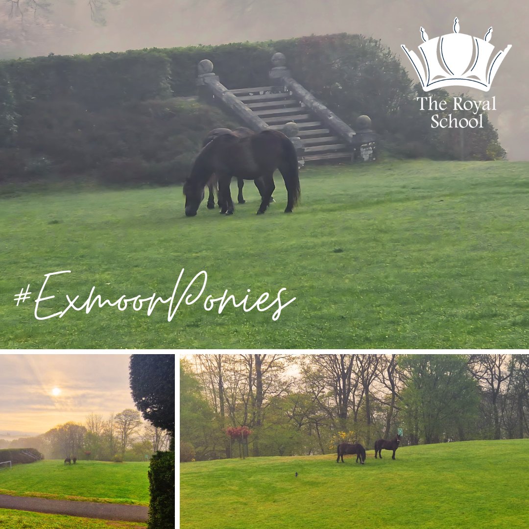 This morning, there was quite a commotion @The_RoyalSchool as two Exmoor ponies were found grazing on The Rough. To ensure the safety of the ponies and the pupils the @nationaltrust quickly helped guide the ponies back to their natural habitat. #TheRoyalSchool #WondersOfNature