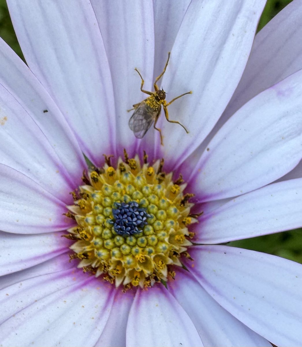 #nomowmay even this little guy has a part to play for pollination