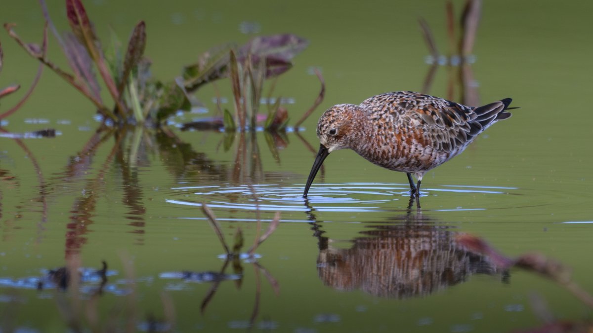 Curlew Sandpiper - 1 of the 2 birds still present at Cemlyn this morning.  Common Redstart along roadside between Cemlyn and Hen Borth. @AngBirdNews