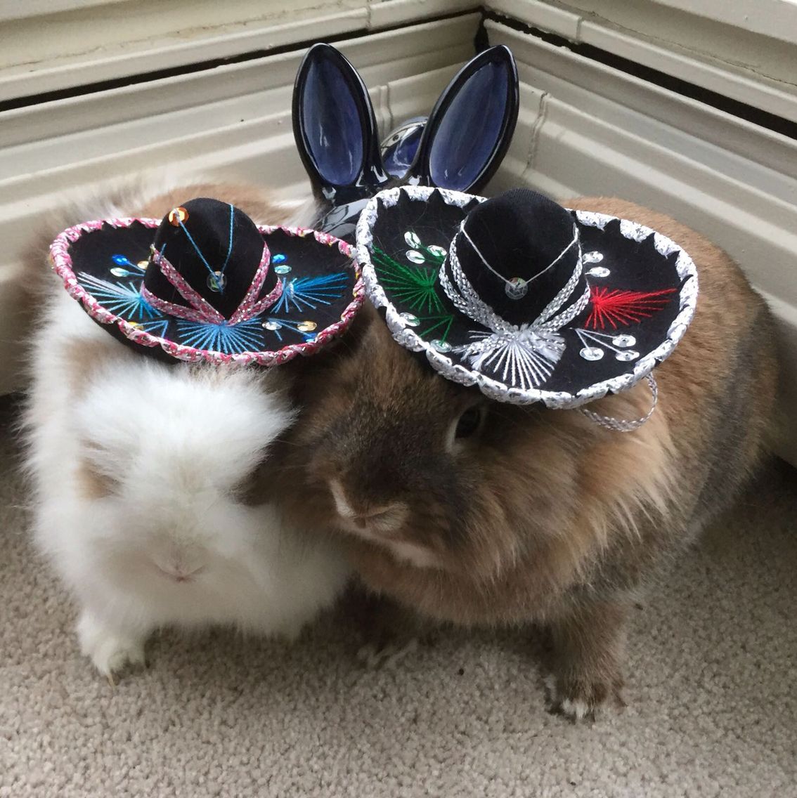 Happy May 1st #rabbitrabbit
