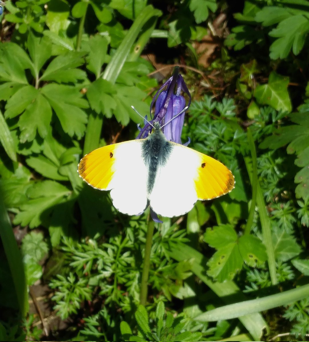 Managed a quick phone pic of this male Orange-tip at Skelton y'day @BC_Yorkshire @nybirdnews @teesbirds1 @teeswildlife