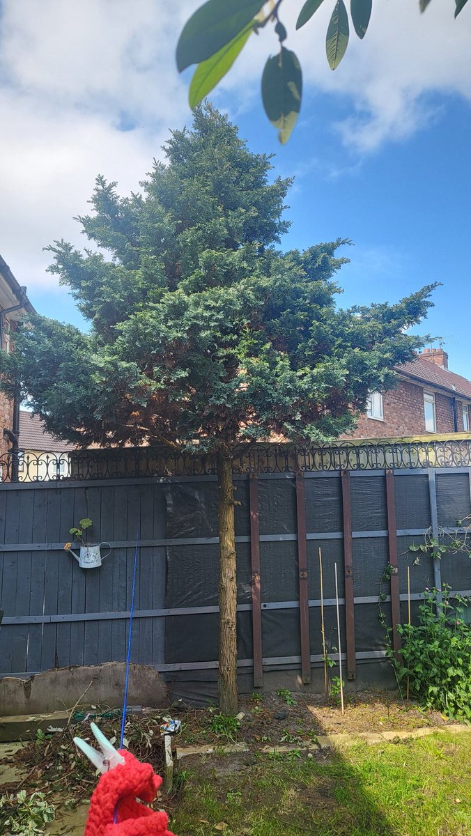 jude1312's tweet photo. @NGPFriends hi is there any chance the park would like to save this tree? It seems a waste to cut it down. We only live over the road. Thanks https://t.co/JnMJ2AjKwx