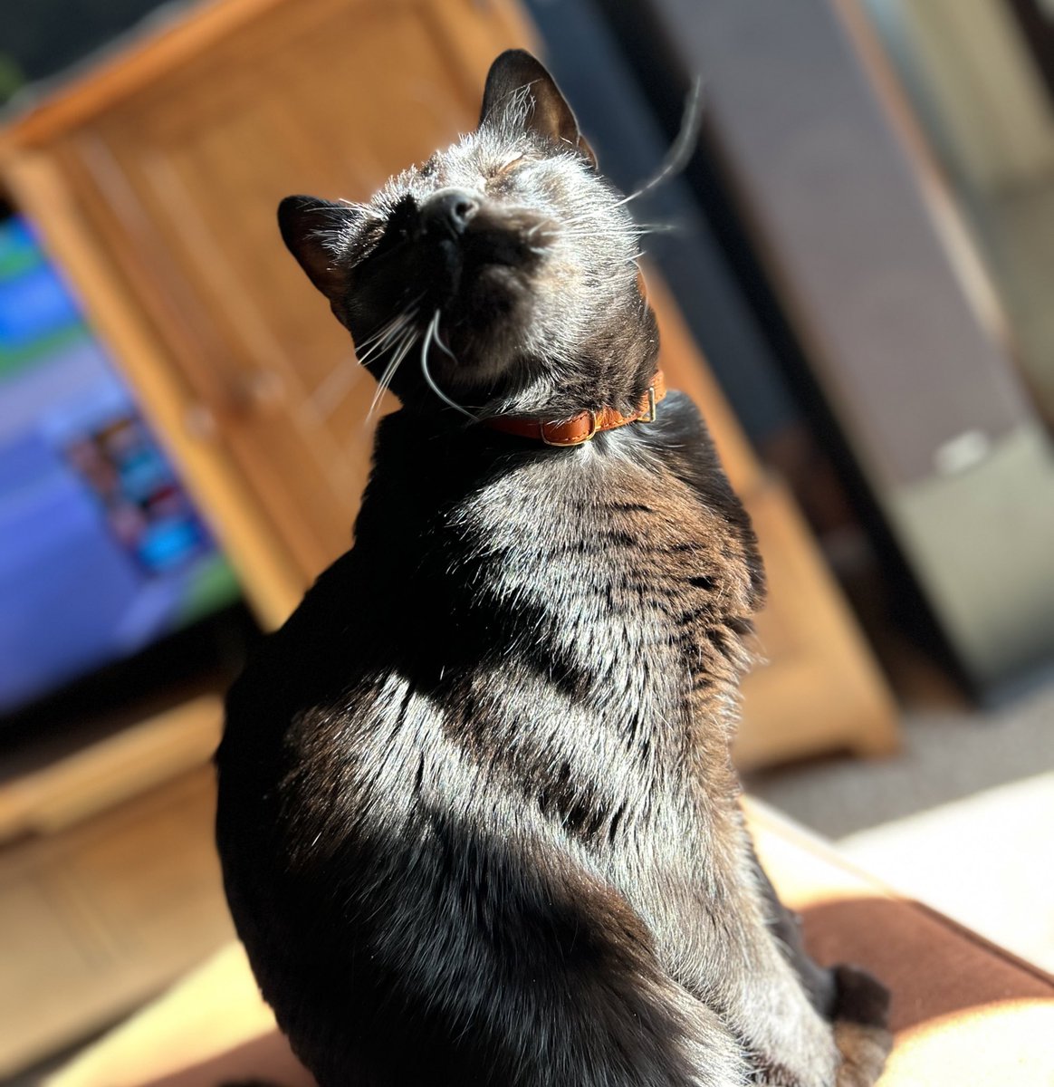 For #WhiskersWednesday I present my big brother #panfur Lewis Isn’t he handsome? 🐈‍⬛ we hope you have a delightful day💖 #CatsOfTwitter #catsofX #TabbyTroop #humpday #Wednesdayvibe