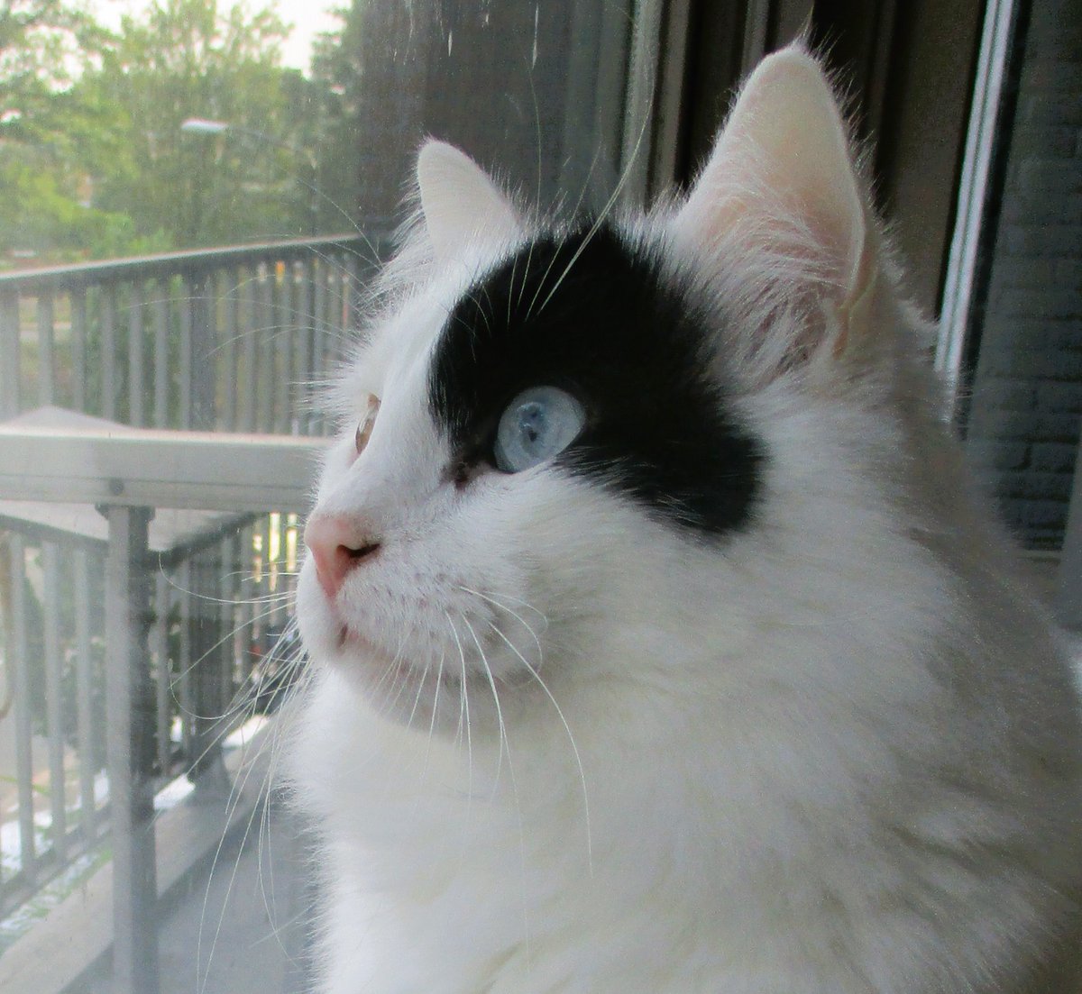 Our tree in front of our window is getting greener. Bird watching is more difficult. #WhiskersWednesday #TurkishVanCats #CatsOfTwitter