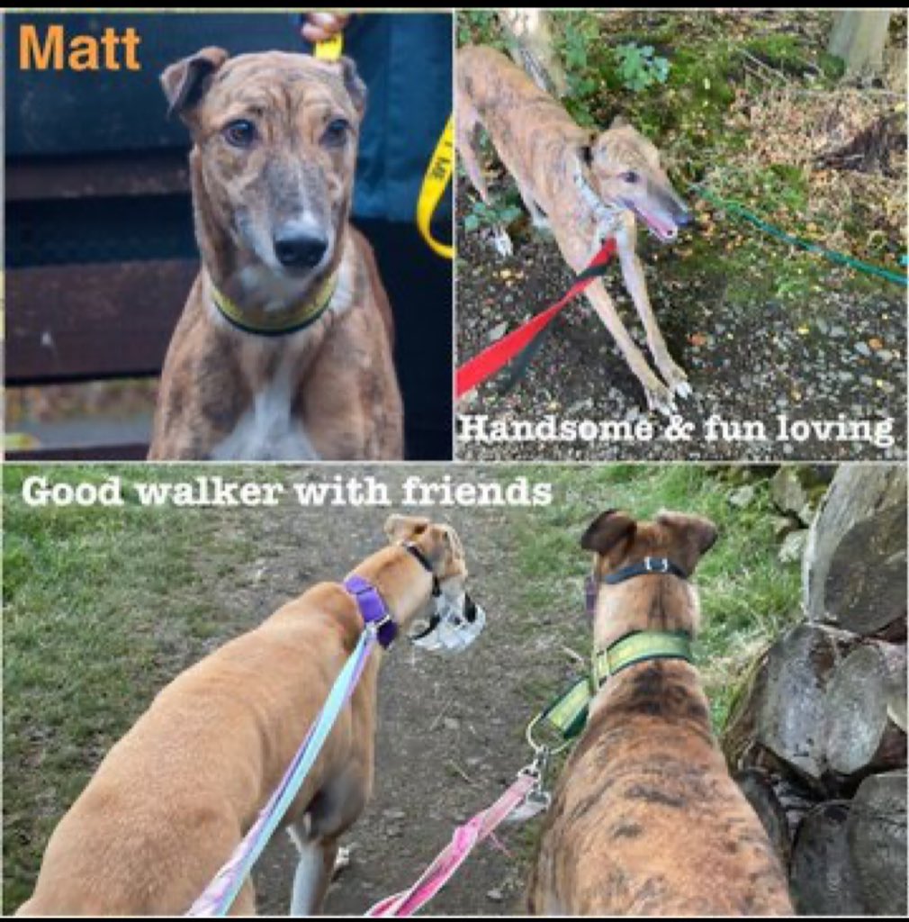 #Wednesdayvibe  #woofwoofwednesday plz RT and help super duper handsome hound #Matt find a fabulous forever home #TeamZay @GreyhoundRFife
