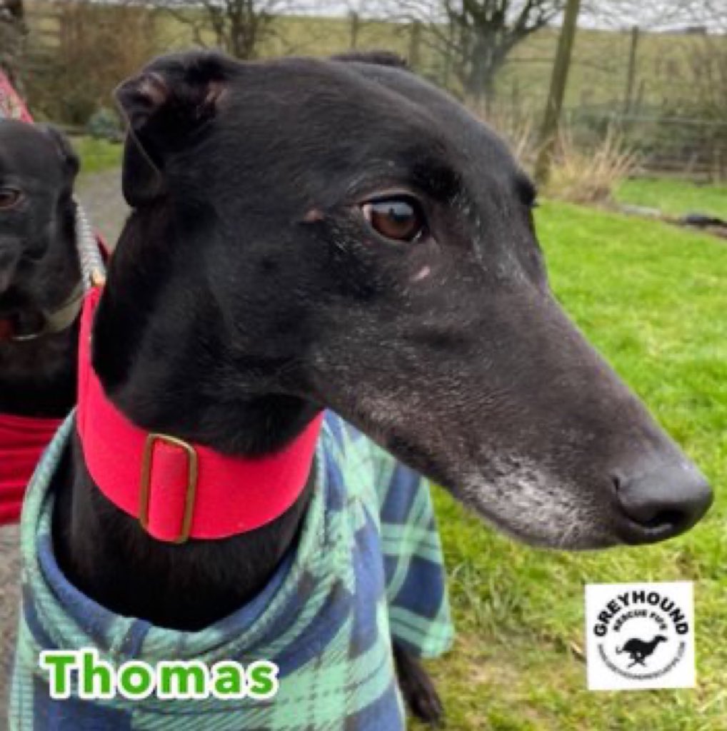 #Wednesdayvibe  #woofwoofwednesday 
On the lookout for a fabulous forever home is beeyootiful boy #Thomas plz RT #TeamZay @GreyhoundRFife