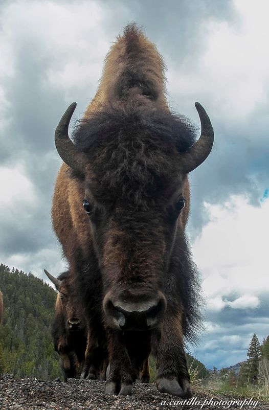 Morning from Yellowstone #INDIGENOUS #TAIRP