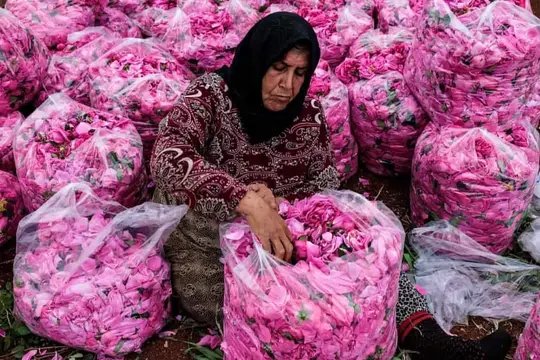 موسم قطاف الوردة الشامية. ريف إدلب المحرر❤