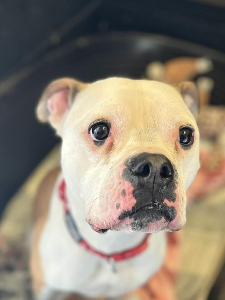 Please retweet to help Maggie find a home #LANCASHIRE #UK 
🔷AVAILABLE FOR ADOPTION, REGISTERED BRITISH CHARITY🔷
American Bulldog aged 3.
'Hello everyone my name is Maggie, I arrived at Bleakholt when my owner had a change of circumstances and could sadly no longer look after…
