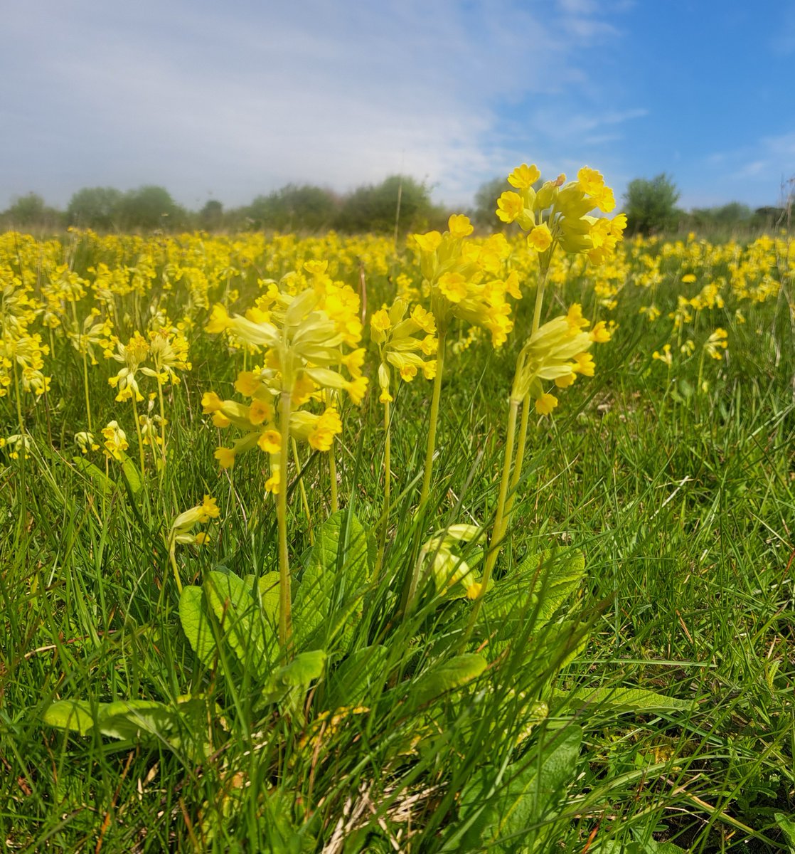 Incredible numbers of Cowslips on Magdalen Hill Down reserve today. @BSBIbotany @savebutterflies #TwitterNat