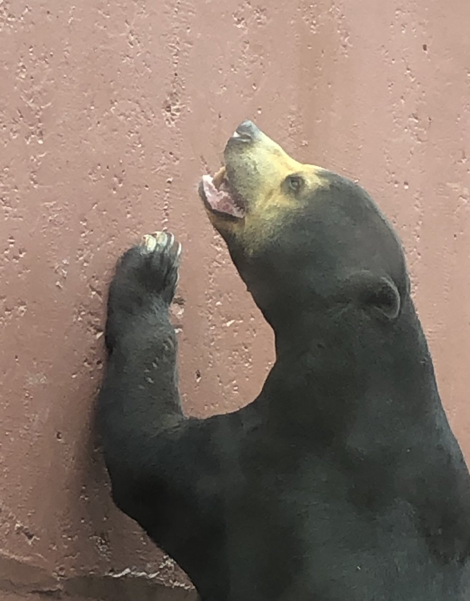 【悲報】
テレビで東山動植物園特集やっていたけど（東海地方限定）人気動物ベスト10のなかにマレーグマは入っていなかった。
1位はコアラ🐨

ところで、マー君を呼び捨てしないときは「マー君くん」で合ってる？

#マーチン
#マレーグマ
#東山動植物園