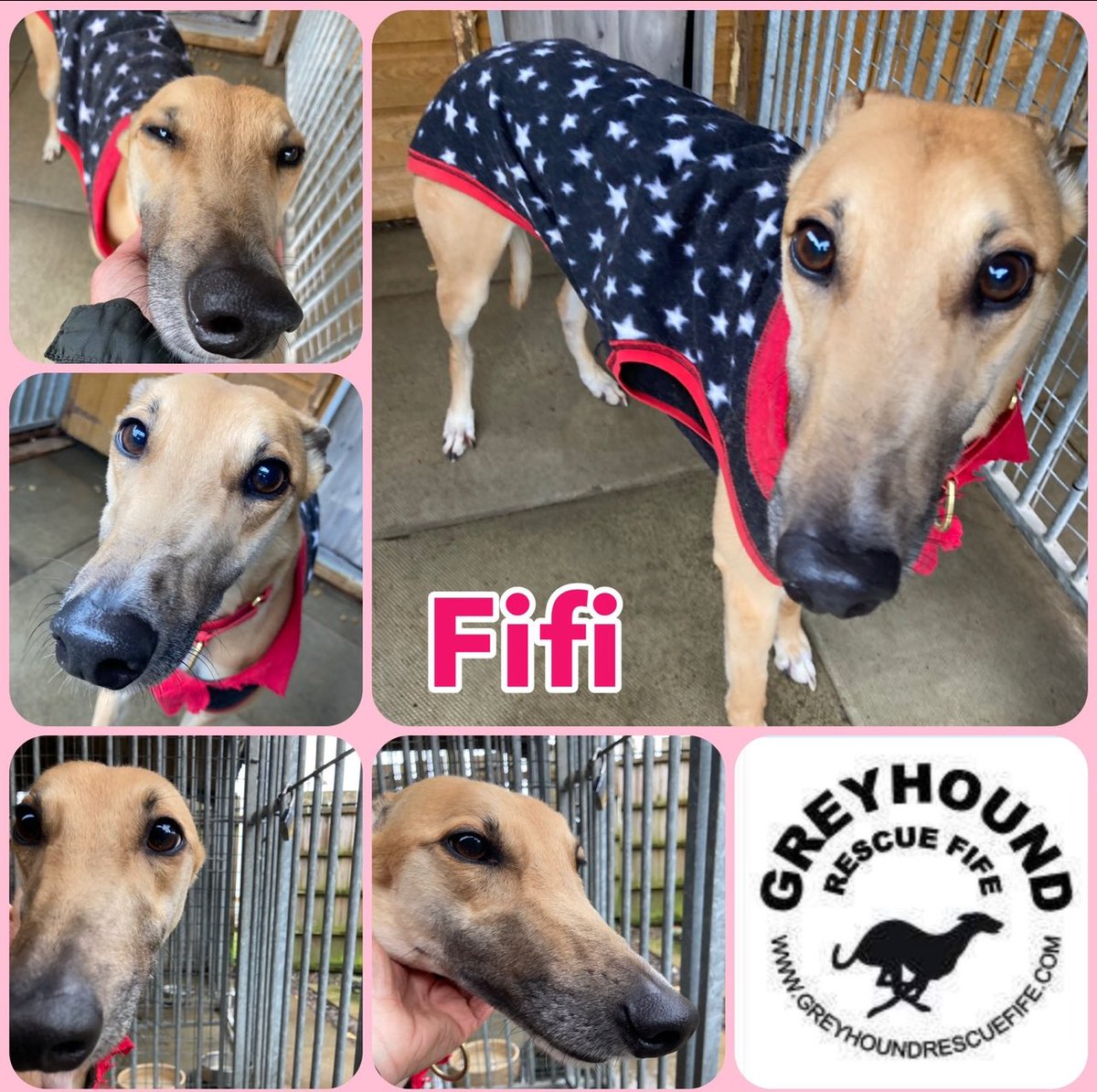 #Wednesdayvibe  #woofwoofwednesday
Pretty poppet on the lookout for a super duper home plz RT #Fifi #TeamZay @GreyhoundRFife