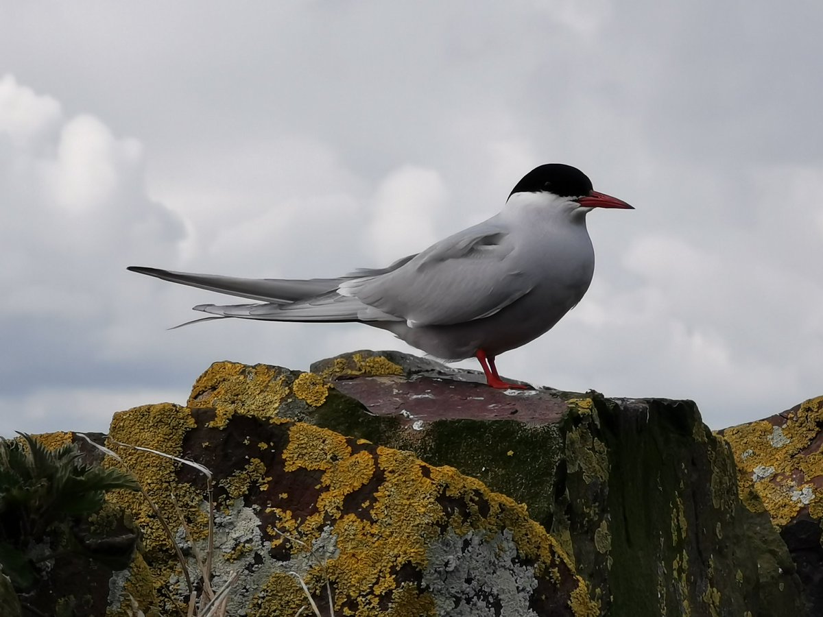 Just arriving back at the Islands this morning from a 10,000 mile winter migration flying around Antarctica, we have the first Arctic Terns here at the #FarneIslands. #northumberland farne-islands.com