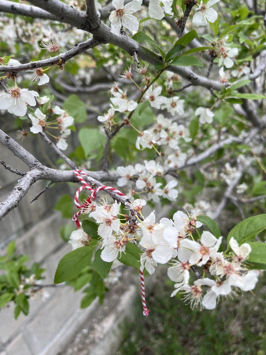 Marteniçka 🌸