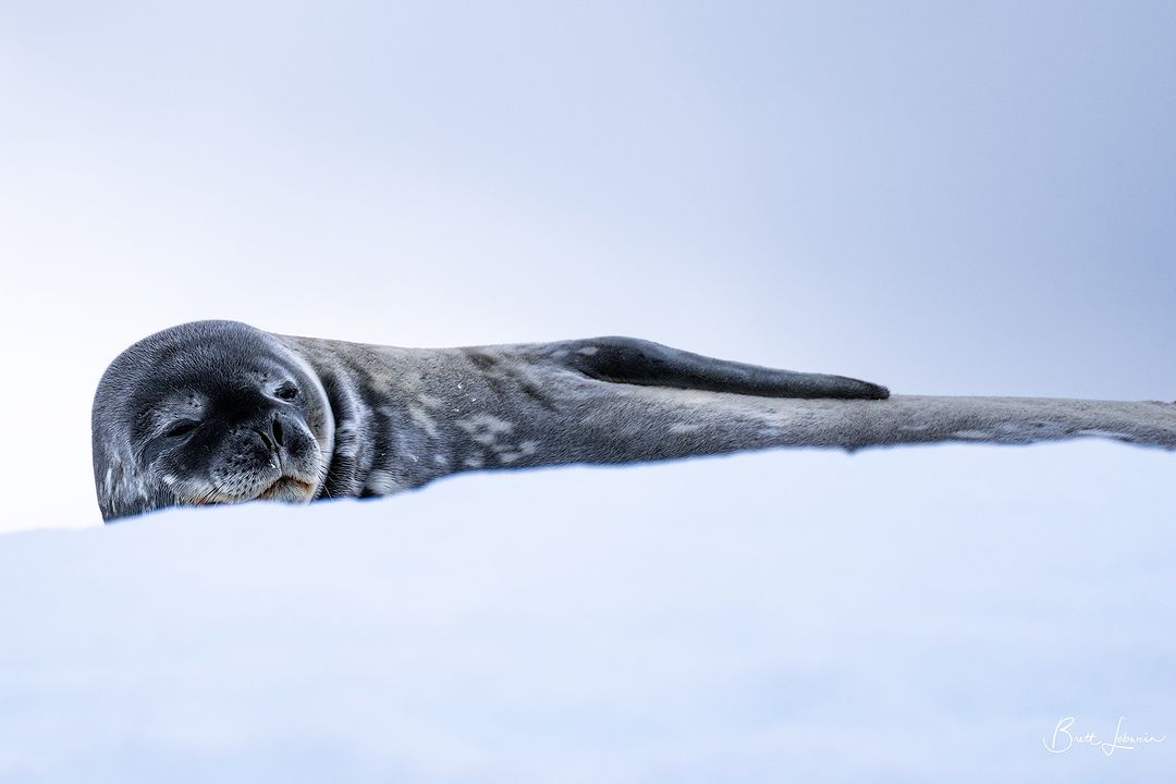 #PolarFact 🇦🇶 Weddell seals have a circumpolar distribution and are coastal, staying around the fast ice and venturing only 15–20 km into the Southern Ocean to feed? Weddell seals haul-out onto the fast-ice to rest and moult, and for females to pup. ©️ @brett.lobwein