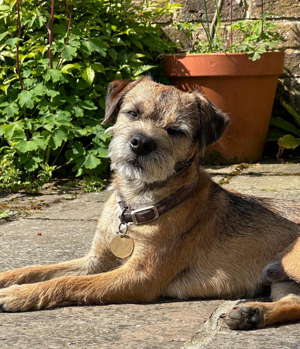 It’s like proper summer today pals! 🐾🐾☀️ #BTposse #cumbria