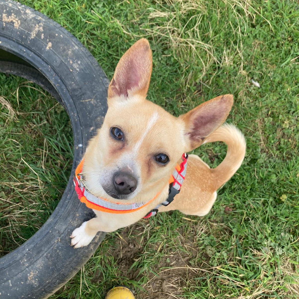 Fun times with little Pip! 😍 This young #Chihuahua Cross is new to the website so check him out👉 bit.ly/4do4c6s #RescueDog #Leeds #AdoptDontShop #Rehome #DogOfTheDay #AdoptADog @DogsTrust