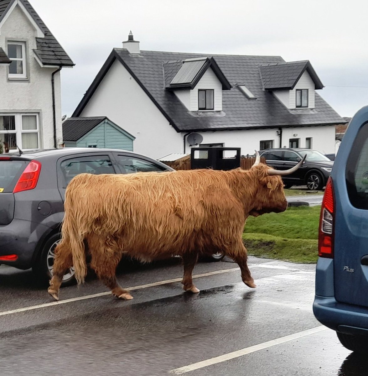 Early morning traffic in Fionnphort this morning. Heavy on the horns...