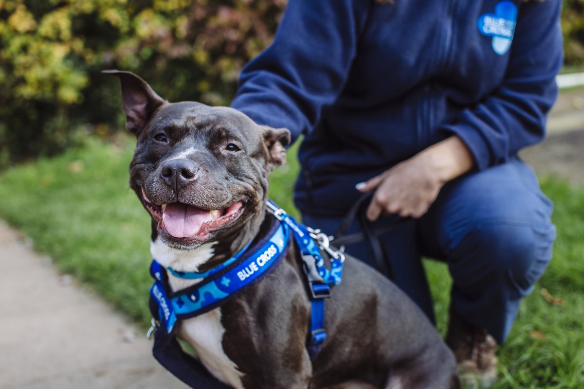 Staffies can be very misunderstood dogs and are one of our most unwanted breeds. 💔 Being labeled as aggressive is far from the truth, as their sweet nature and love of spending time with people make them the perfect pet. Let's share the #staffylove! 💙