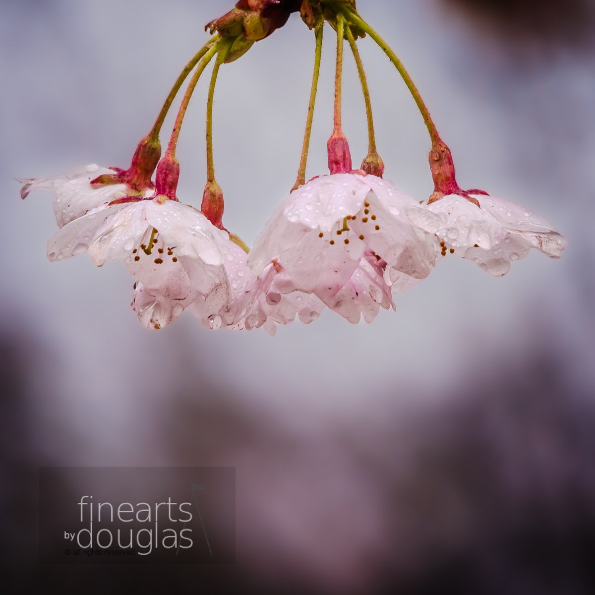 #HappyHumpDay, been an awkward #spring thus far... windy and cold... is warm winter and cold spring the new norm? #sakura #highpark #toronto #photography #finearts #fineartsbydouglas #WeeklyHumpDayPhoto #artofcreation #nature #yellow #connectionwithnature #backyard #FirstOfMay