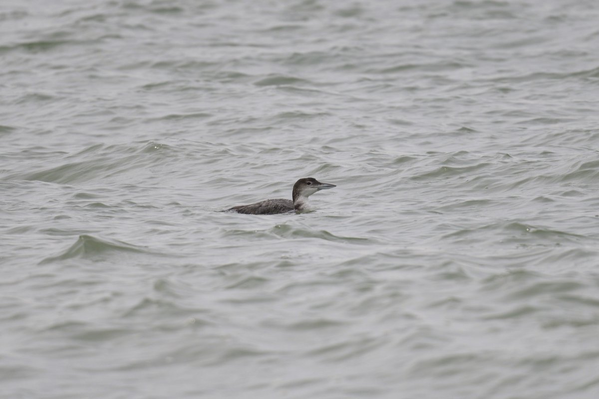 A Great Northern Diver off the beach at West Sands, Selsey, this morning. @SelseyBirder